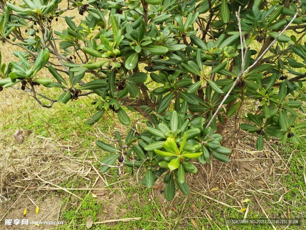 绿叶繁茂的户外植物景观
