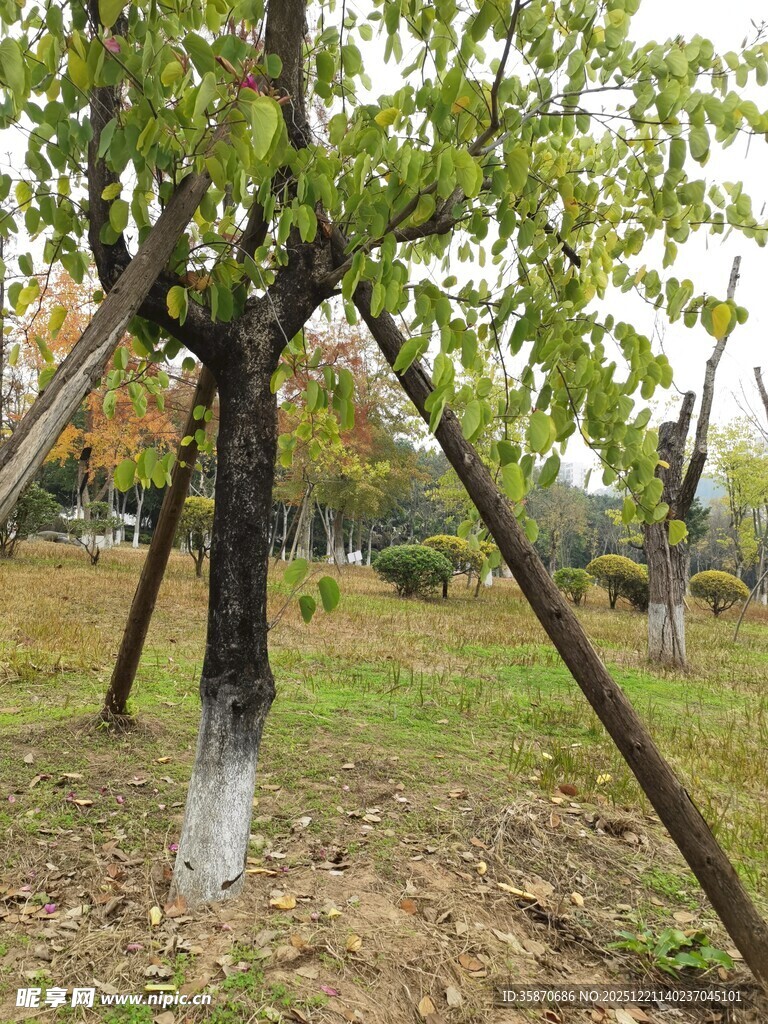 新植树木的支撑保护场景