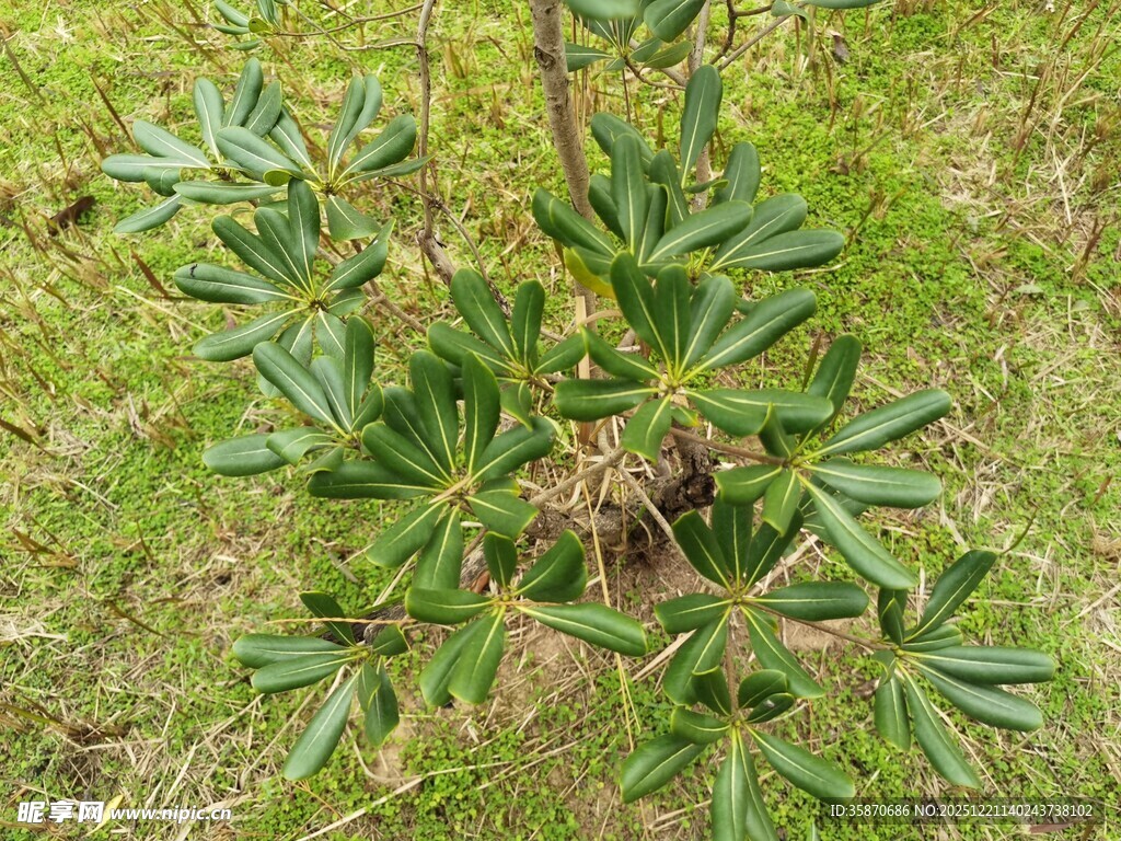 户外生长的独特叶片植物