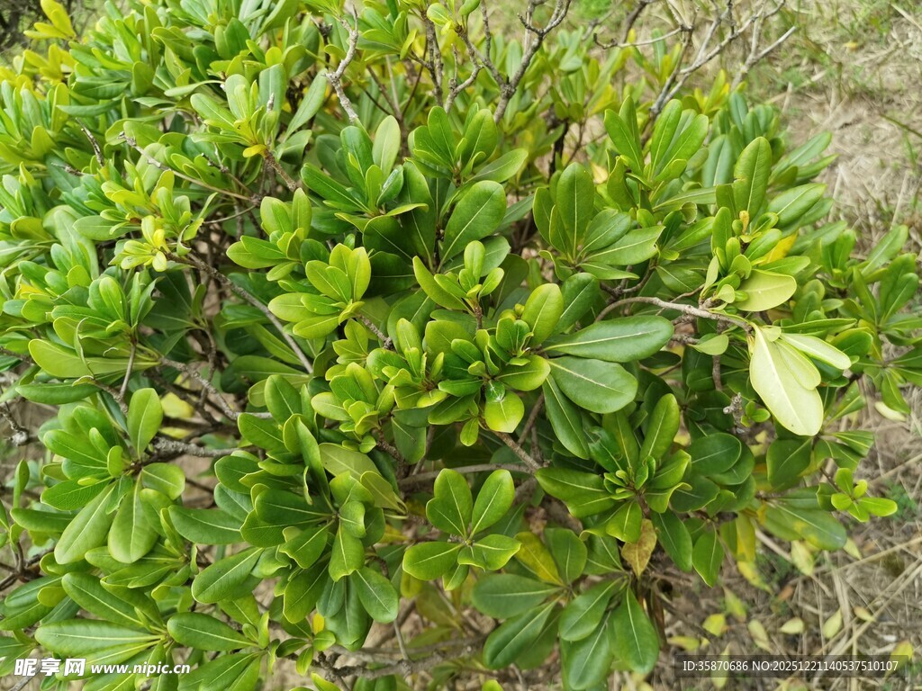 翠绿繁茂的灌木丛