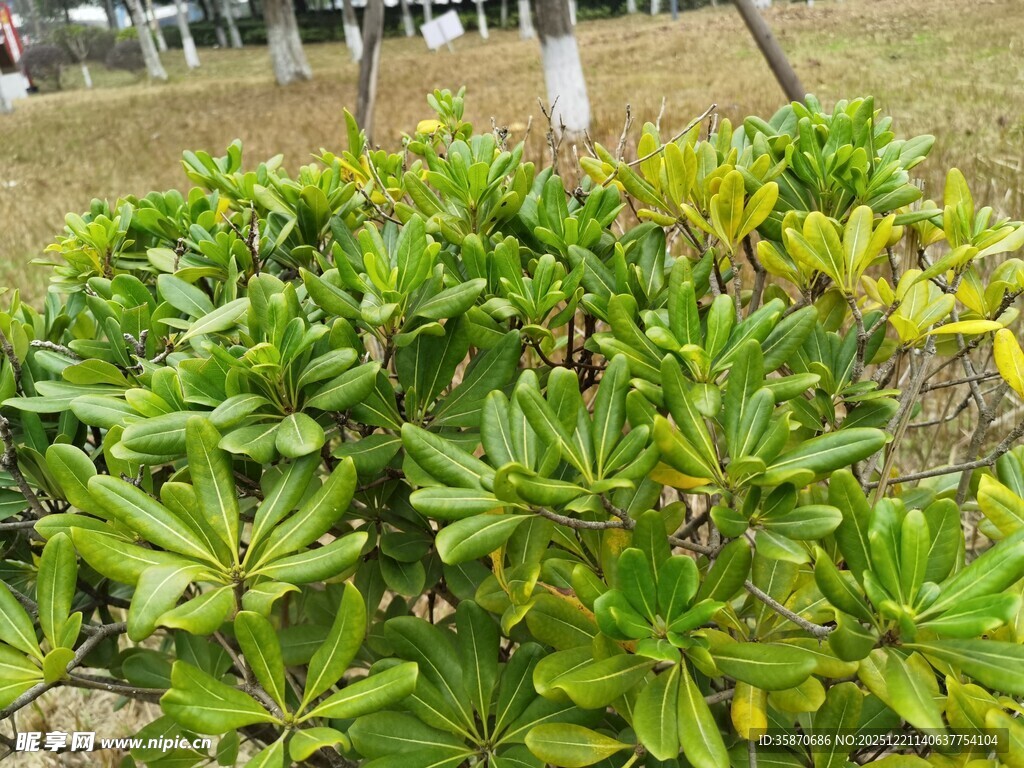 绿叶繁茂的户外植物景观