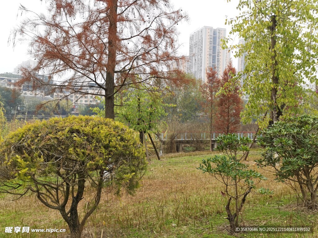 秋日公园绿植景观