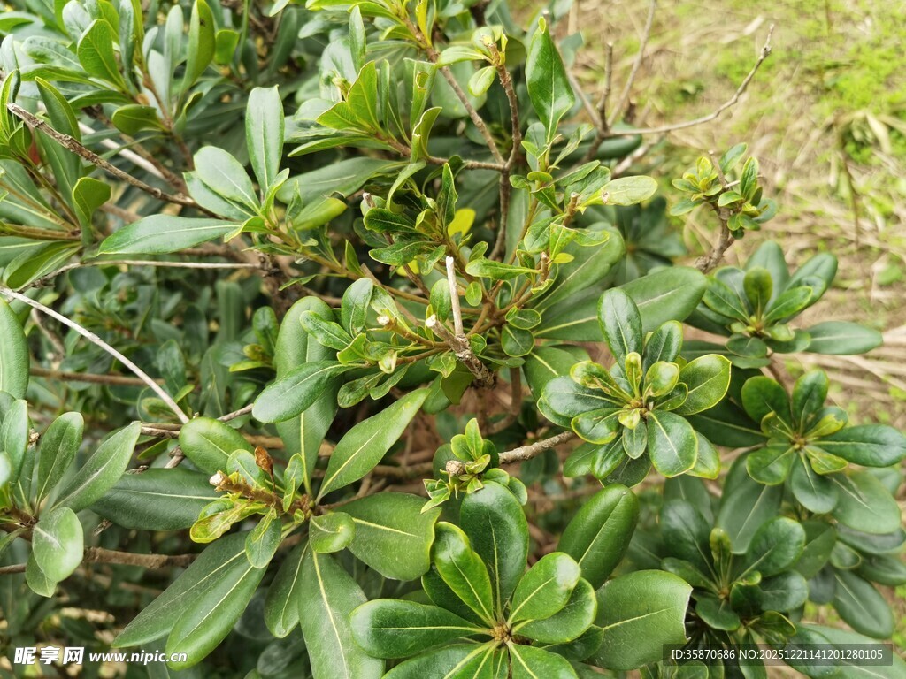 绿叶繁茂的植物景观