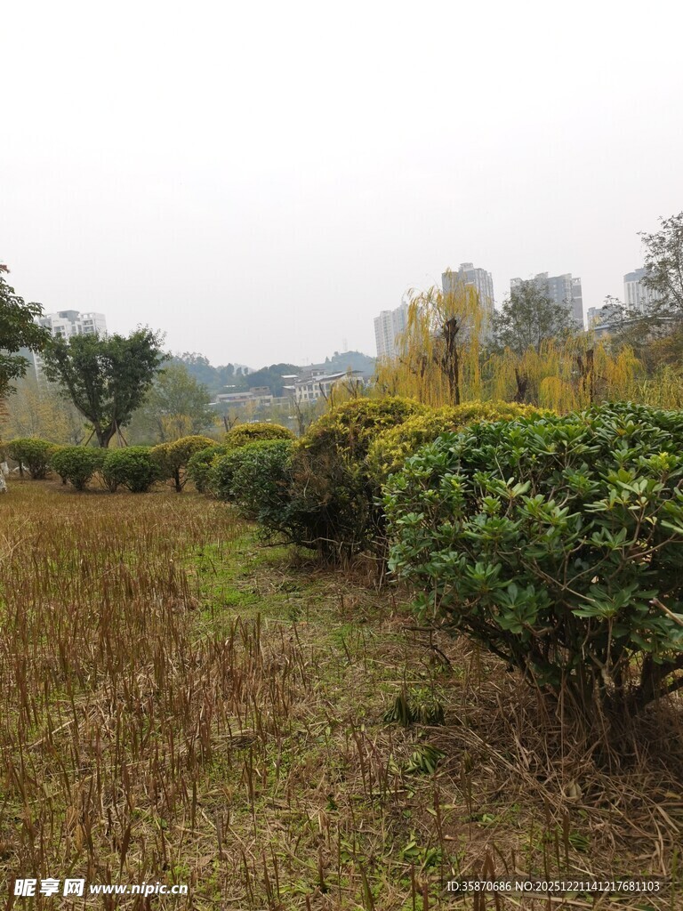 秋日郊野绿植景观