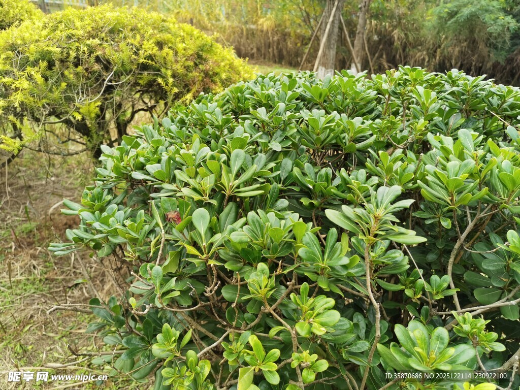 翠绿繁茂的园林灌木丛