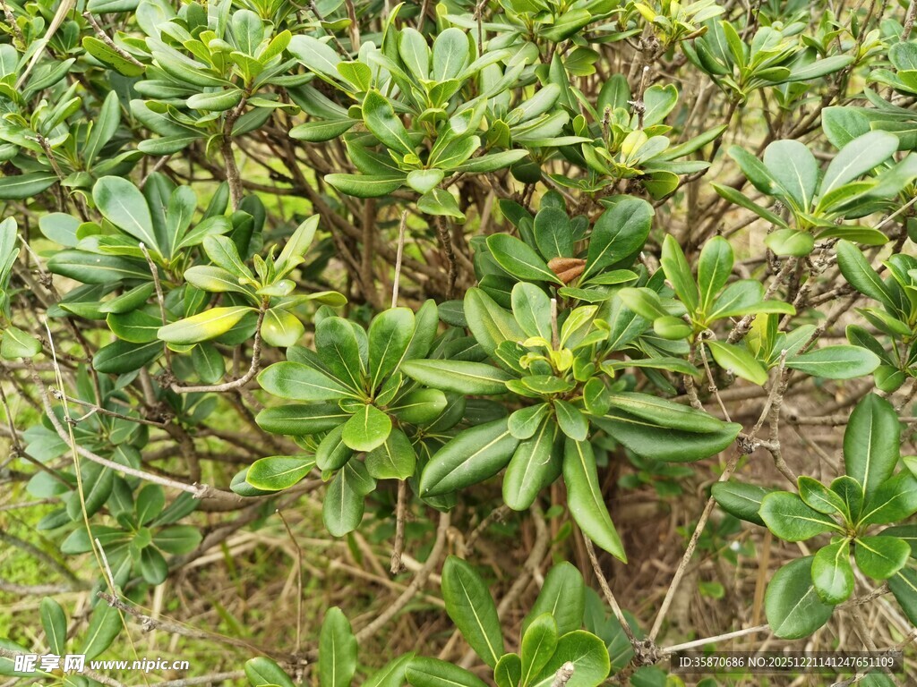 绿叶繁茂的植物景观