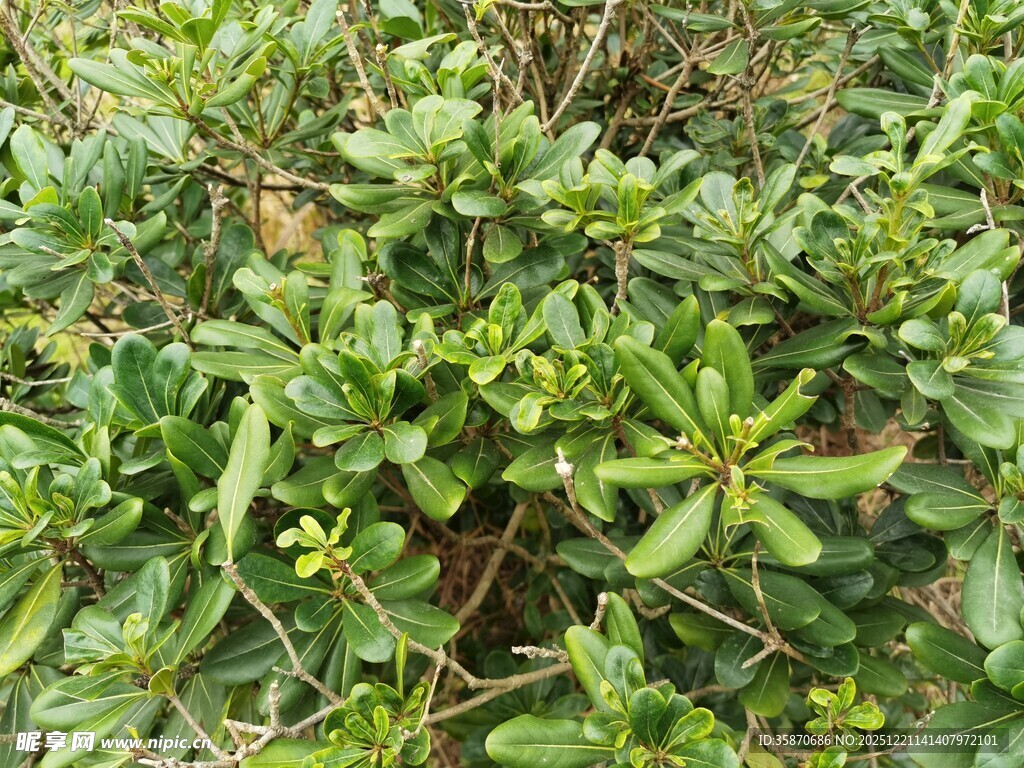 翠绿繁茂的灌木丛