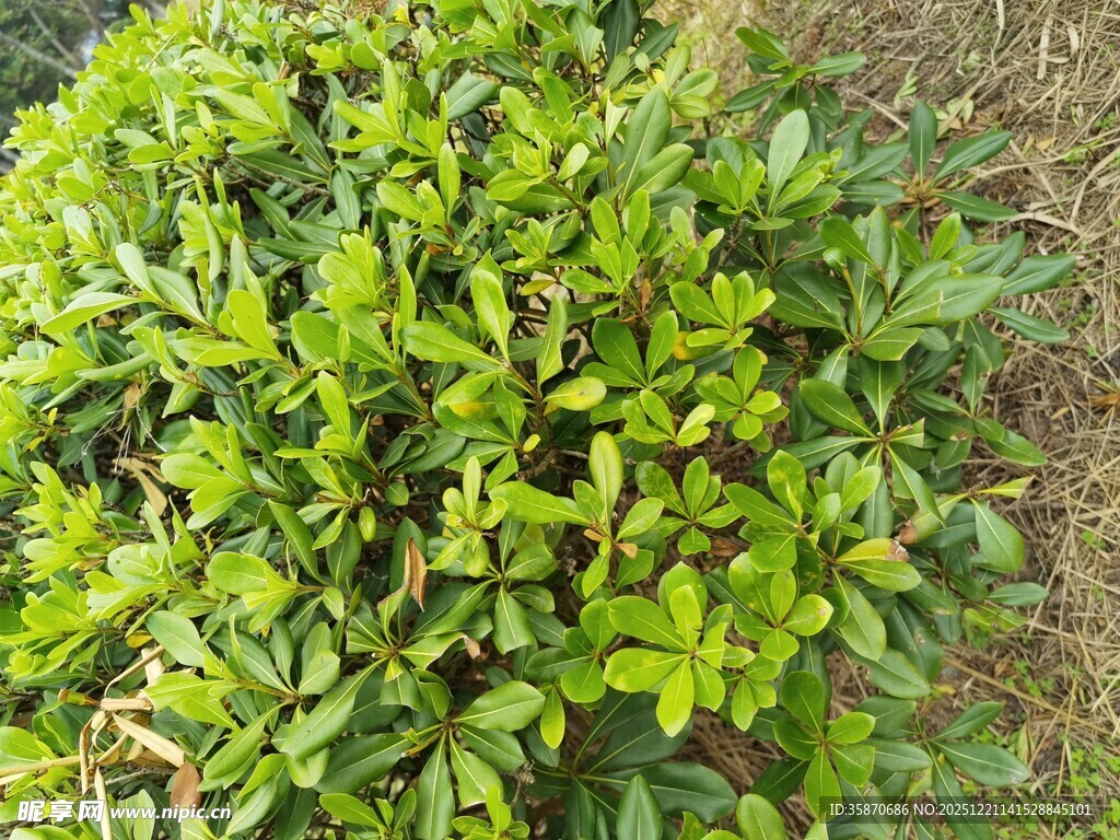 翠绿繁茂的绿植景象