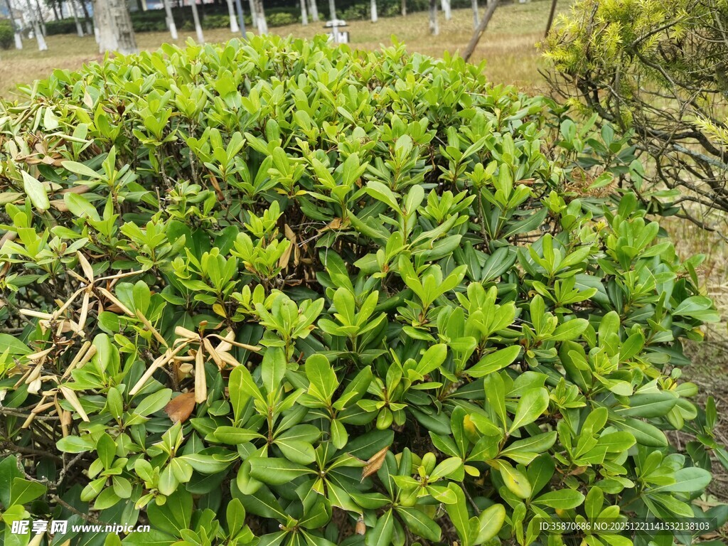 翠绿繁茂的灌木丛景观