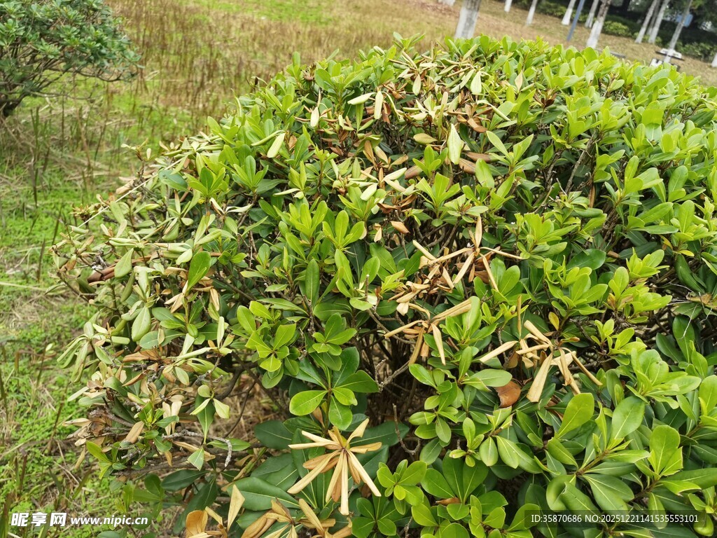 绿叶间带枯黄的灌木丛