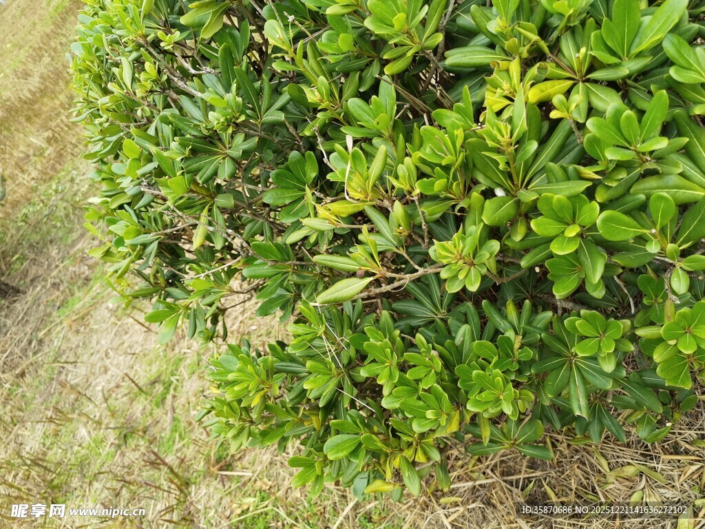 翠绿灌木生机盎然