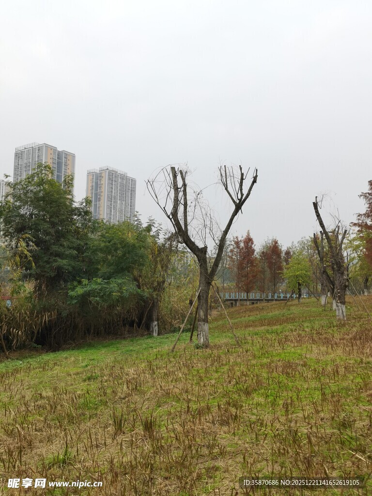 城郊冬日草地树木景观