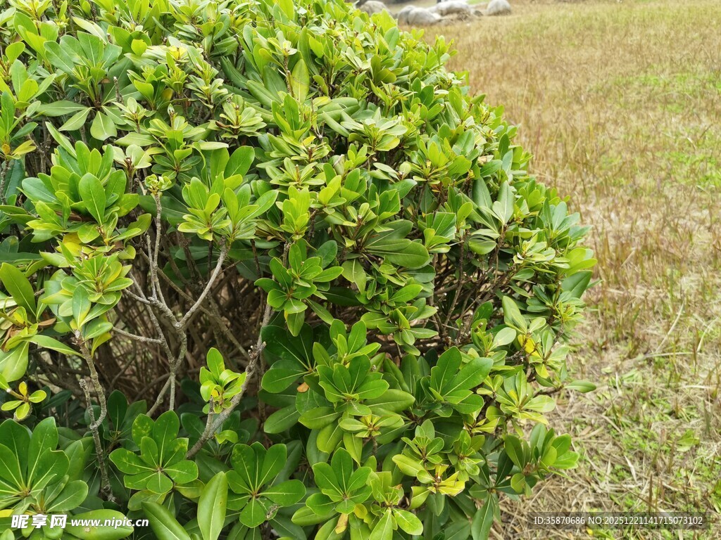 绿叶繁茂的球状灌木丛