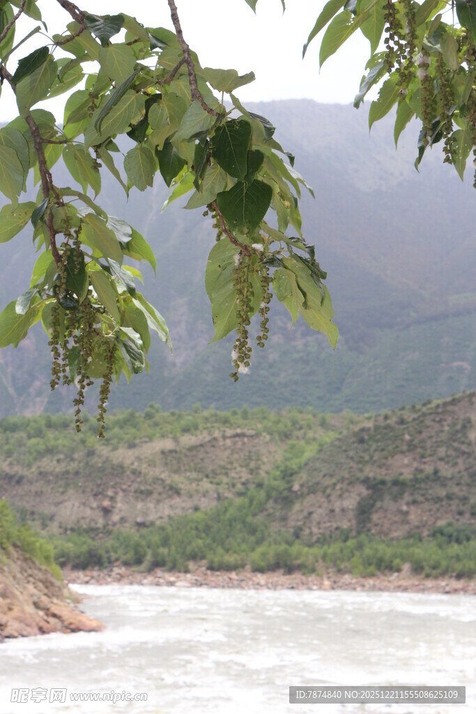 河畔绿叶与远山景致