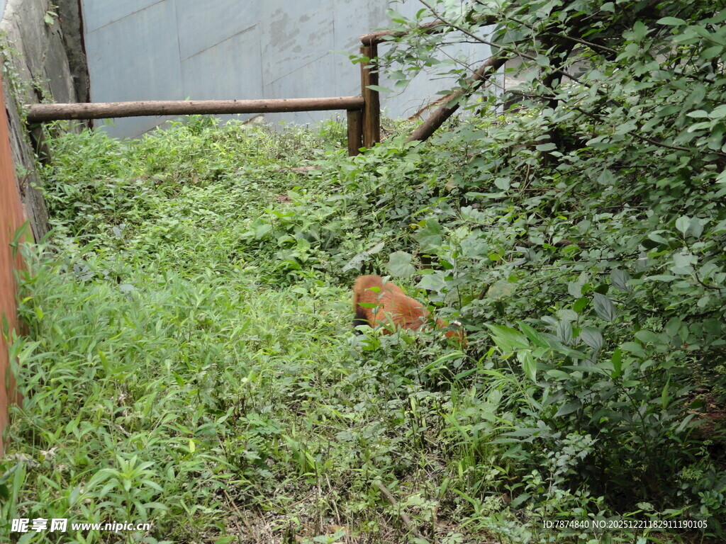 杂草丛生的废弃金属围栏