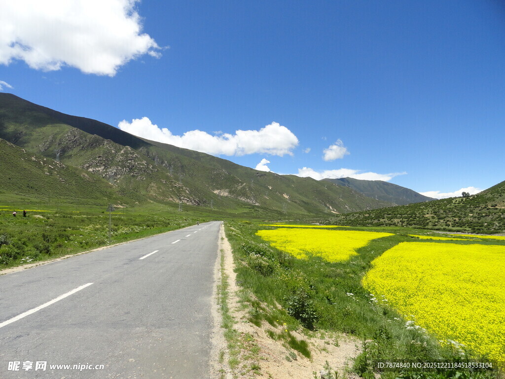 公路旁的灿烂油菜花海