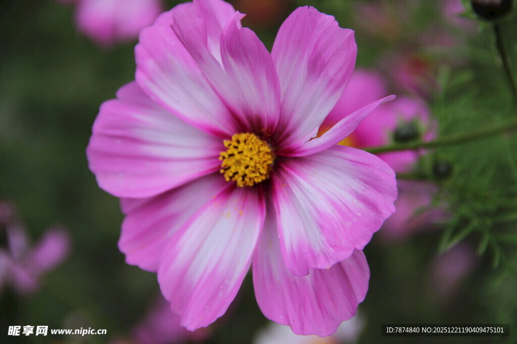 娇艳粉色波斯菊特写