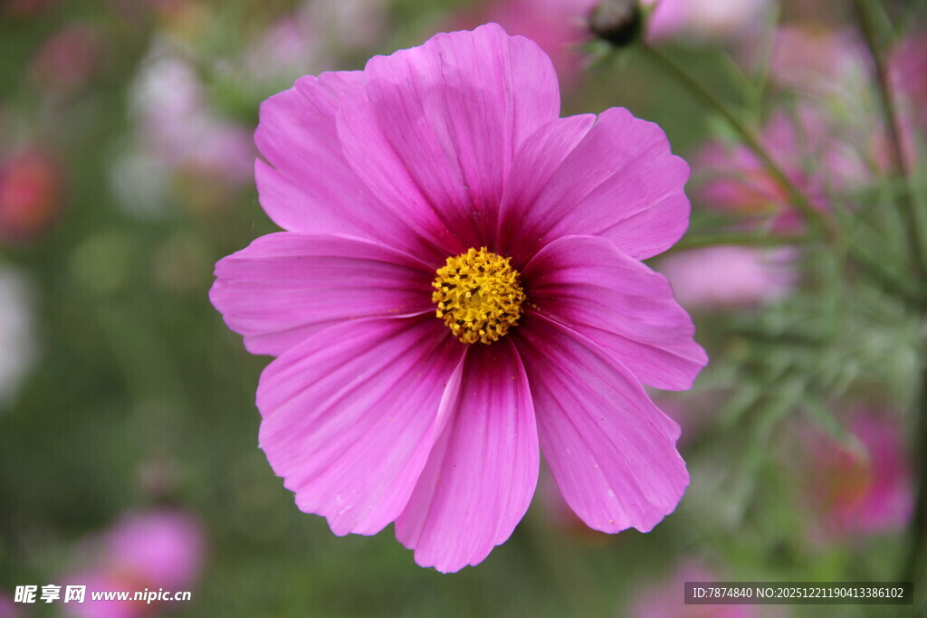 娇艳粉色波斯菊特写