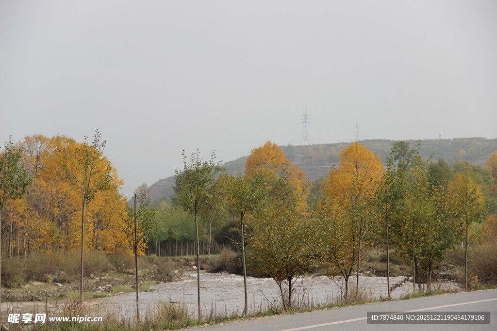 秋日路旁斑斓树林景色