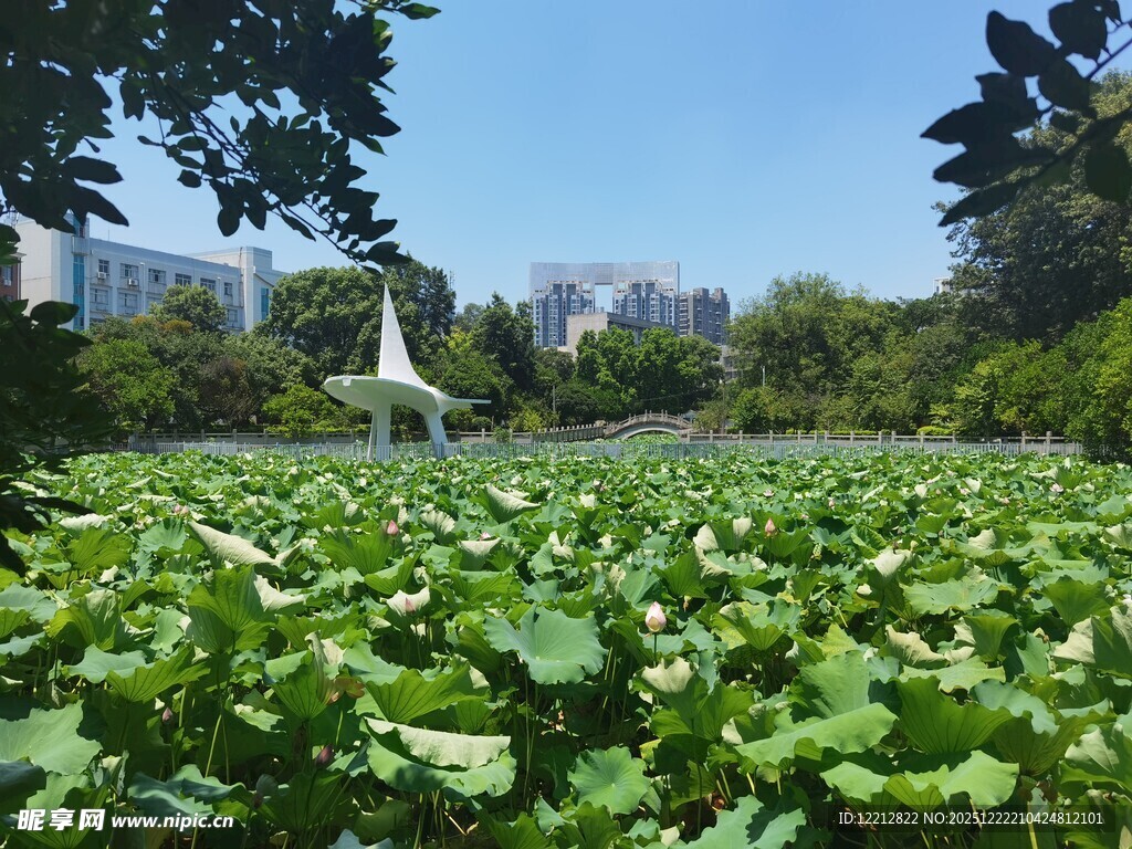 夏日荷塘绿意盎然