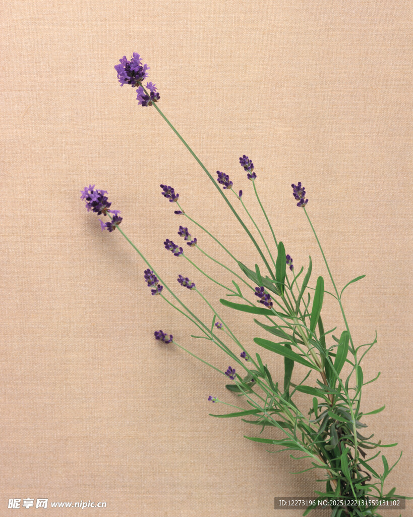 紫色薰衣草花束特写