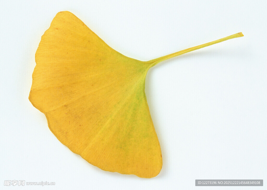 金黄银杏叶特写