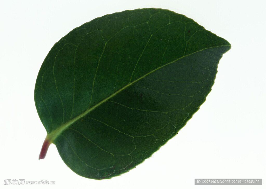 单片深绿叶片特写