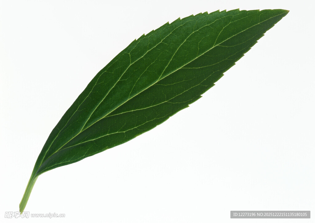 单片鲜绿叶片特写