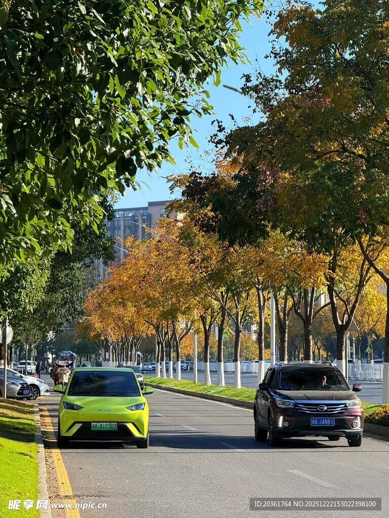 城市林荫道上行驶的车辆