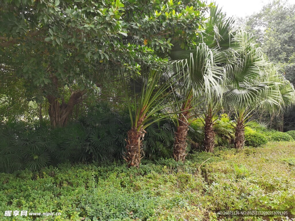 绿意盎然的热带植物景观