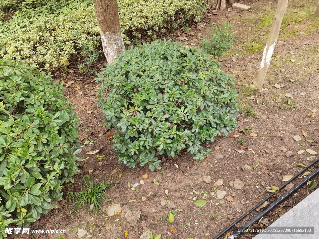 园林中的球状绿植景观