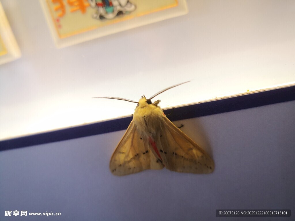 墙上的棕色飞蛾