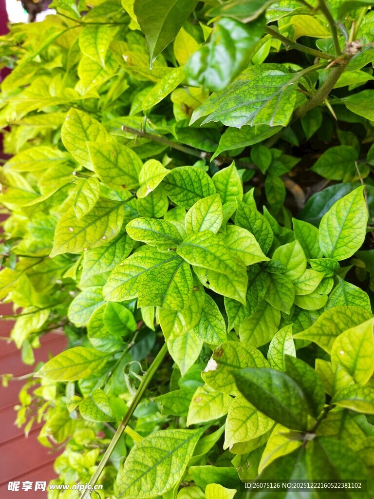 翠绿繁茂的叶片植物