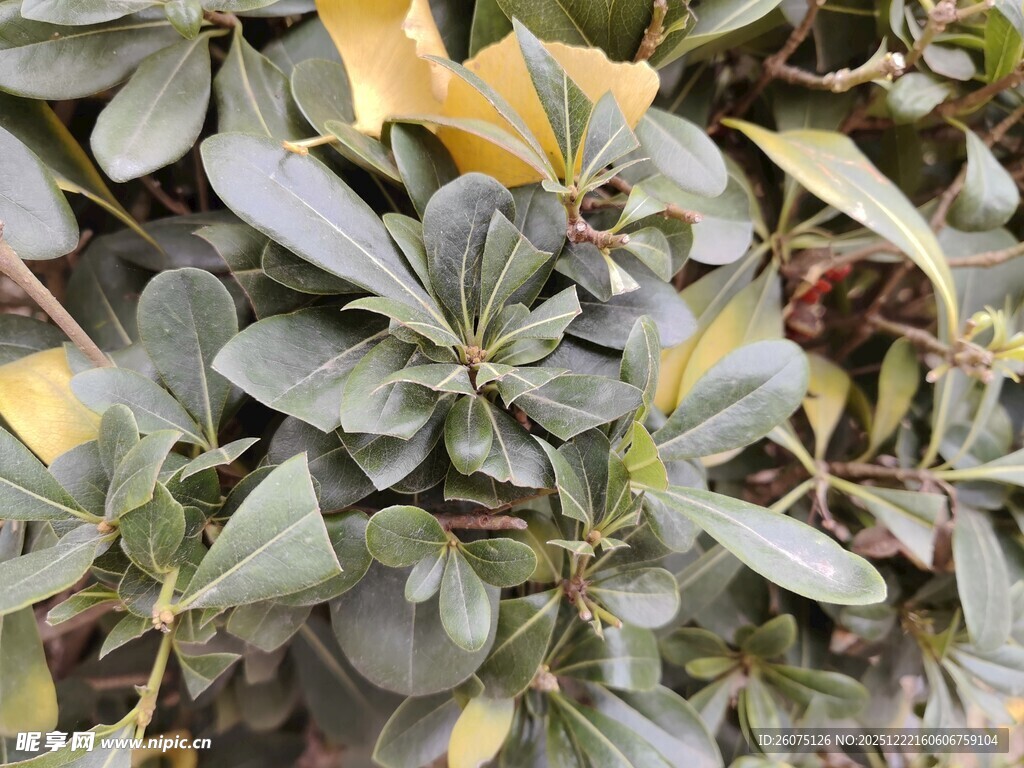 灰绿叶片植物特写