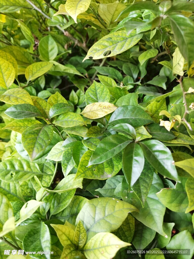 翠绿繁茂的植物叶片