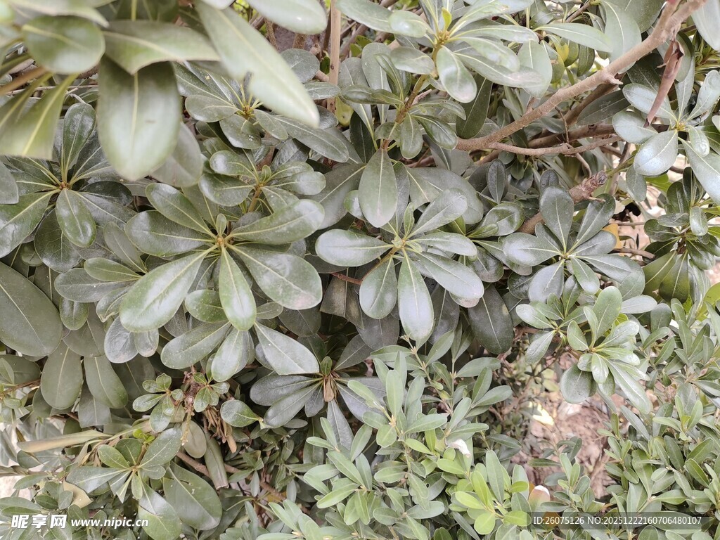 绿叶植物特写场景