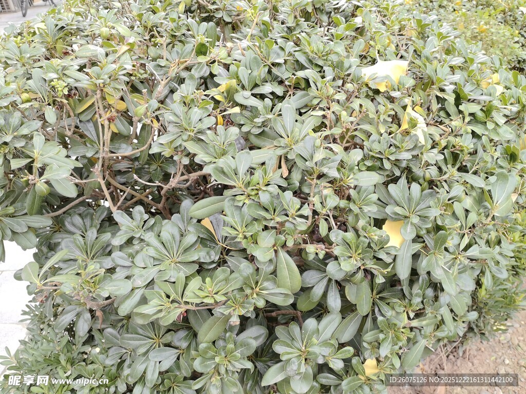 绿叶繁茂的植物景观