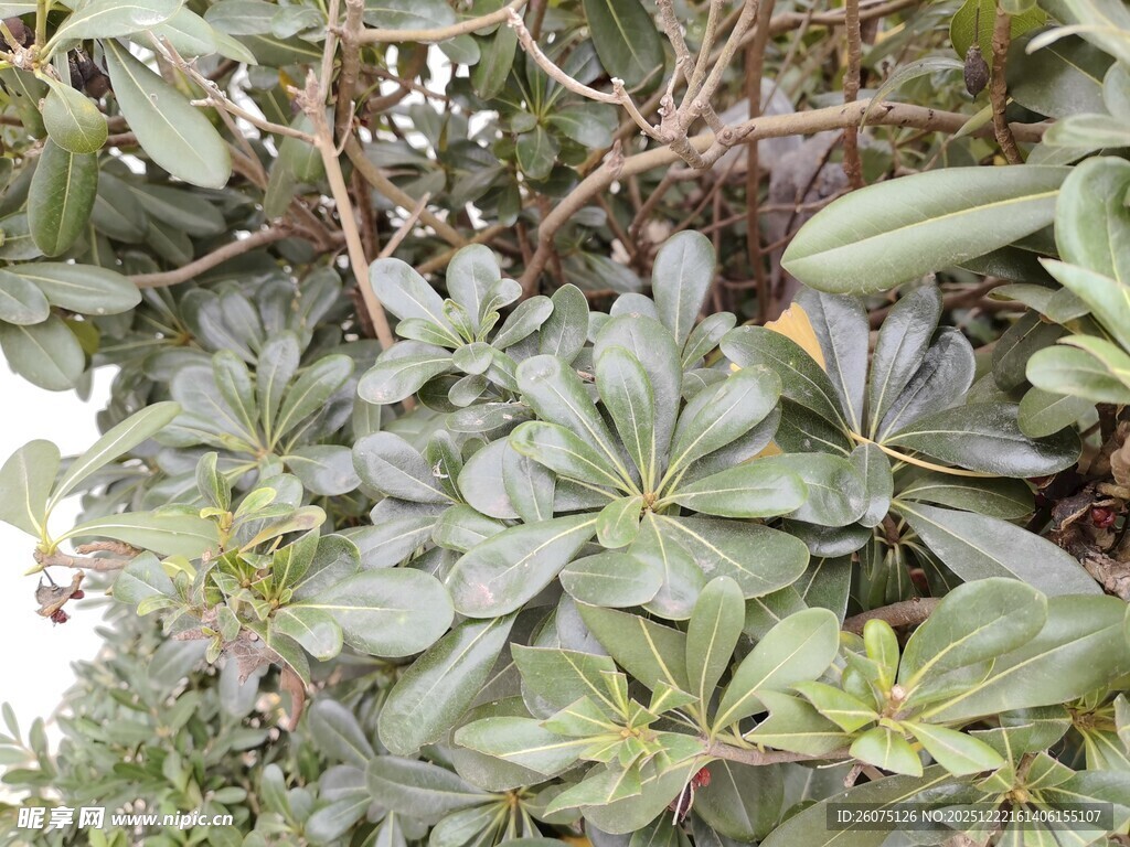 绿叶繁茂的植物景观