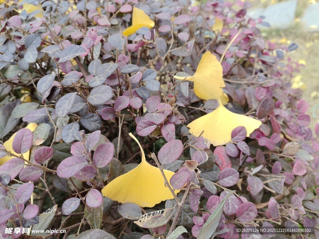 银杏叶飘落于紫叶植物上