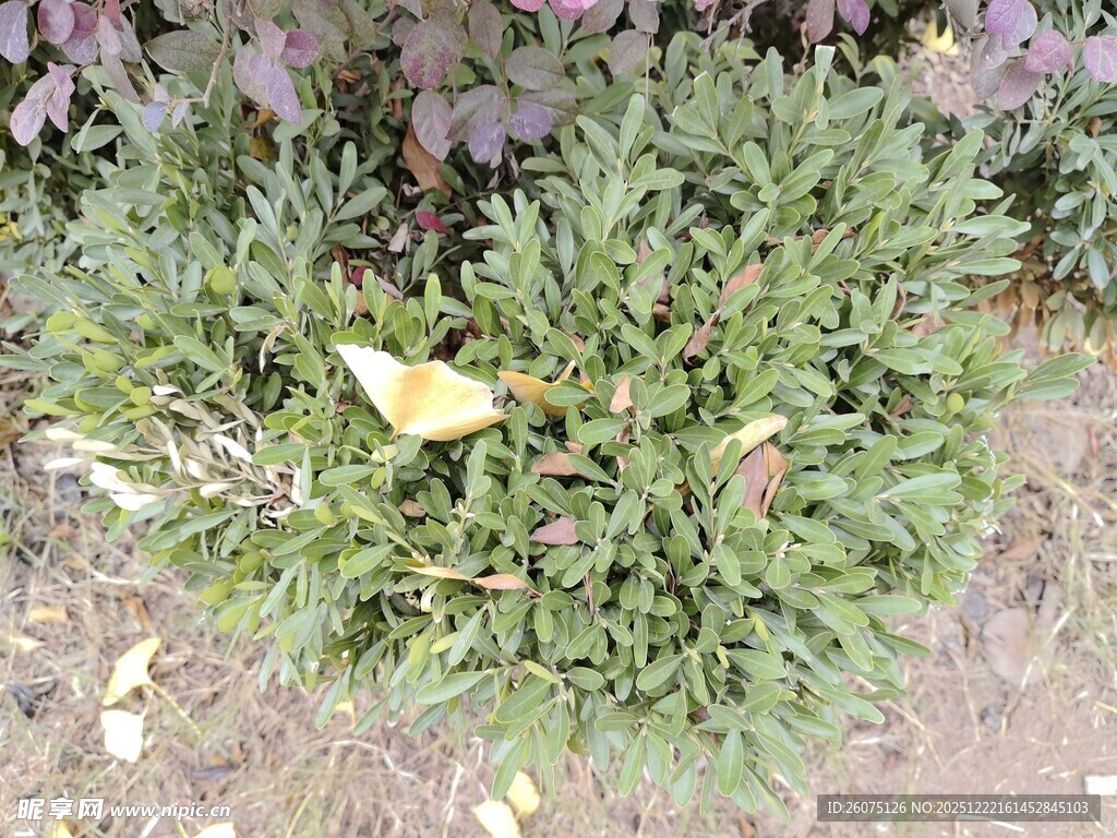 翠绿灌木植物特写