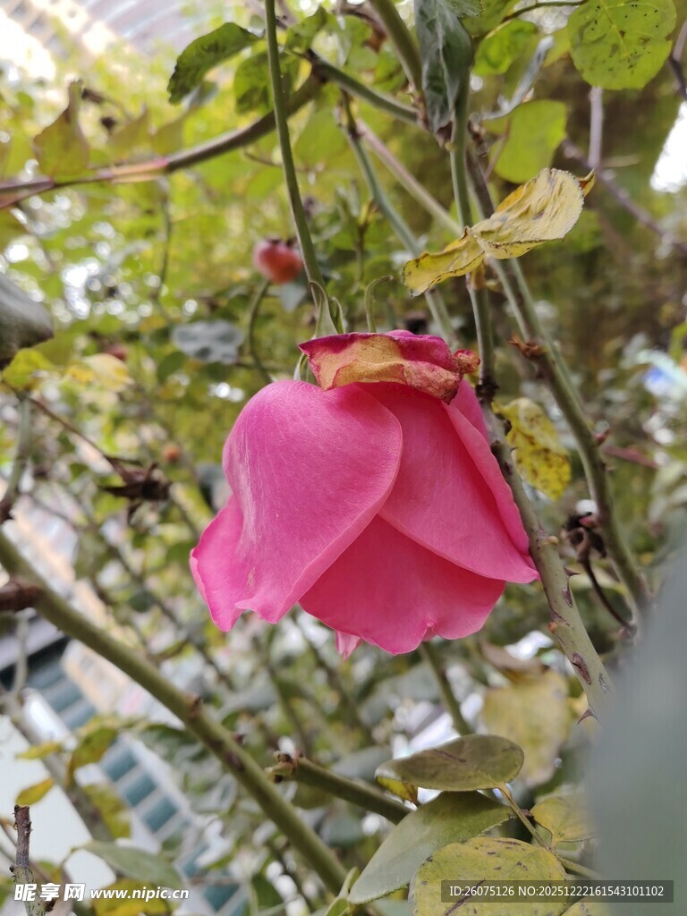 娇艳欲滴的粉色玉兰花