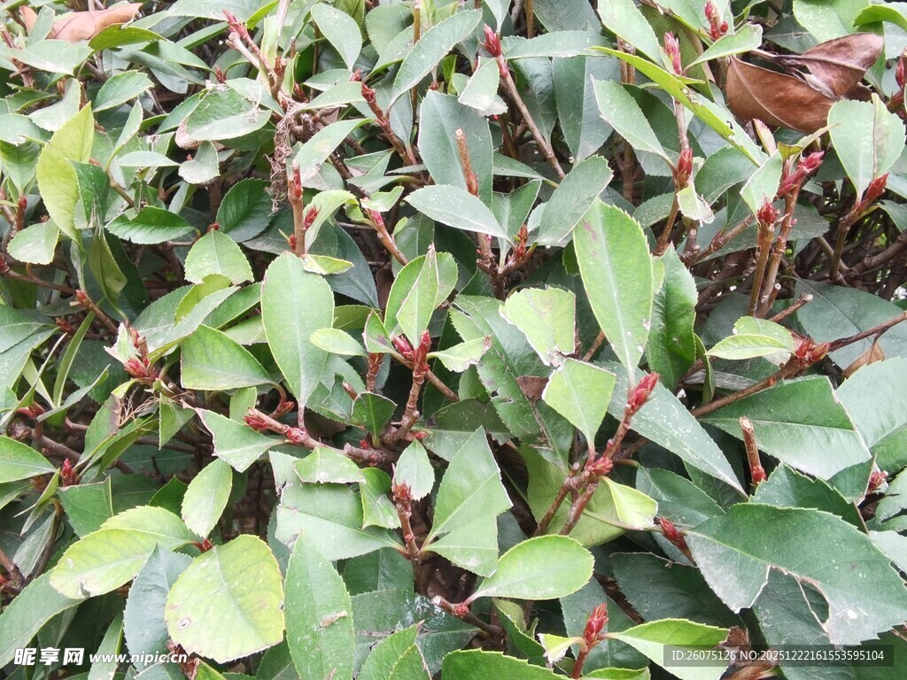 翠绿叶片生机盎然的植物