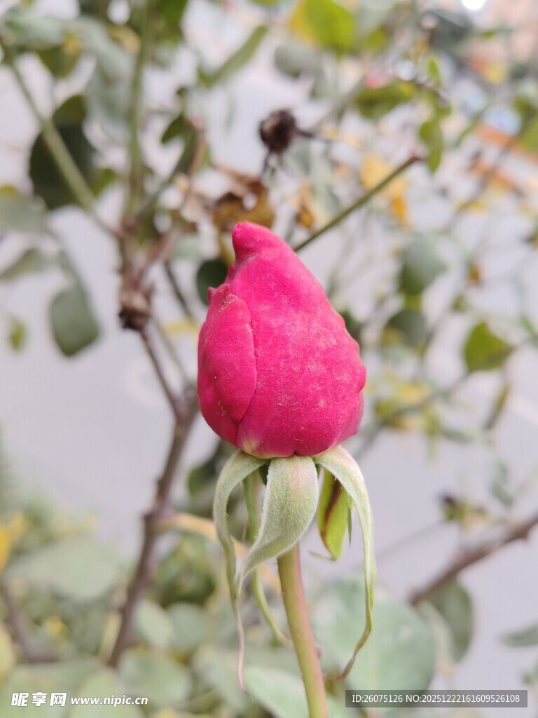 娇艳欲滴的粉色玫瑰花骨朵