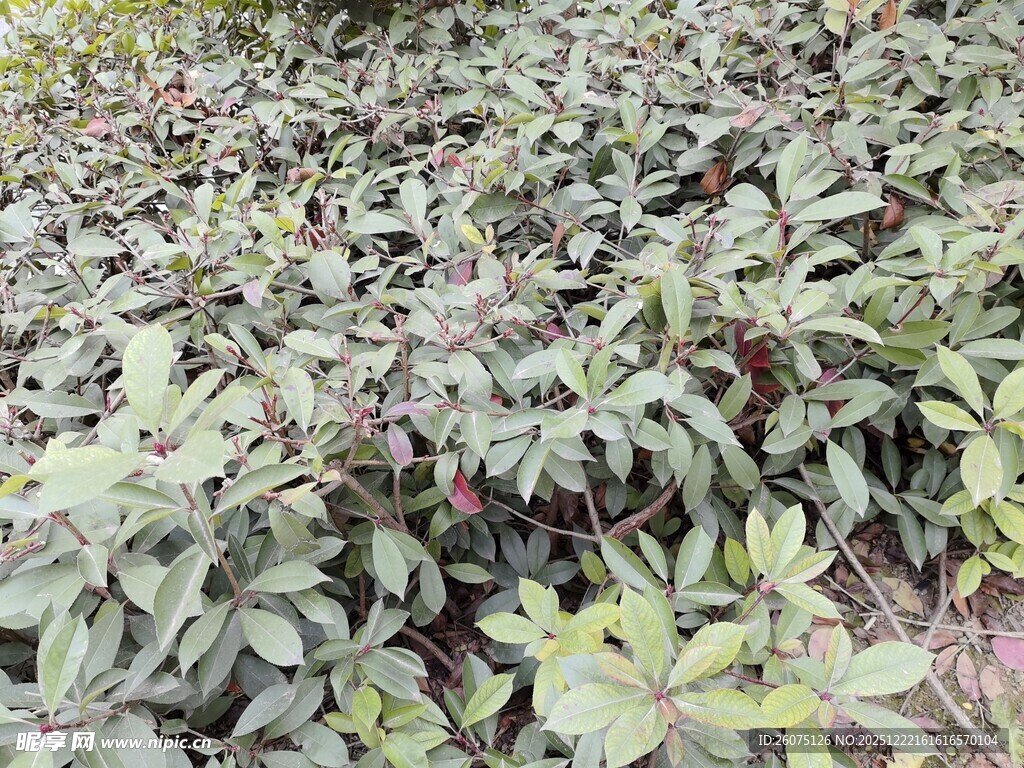 绿叶繁茂的植物景象