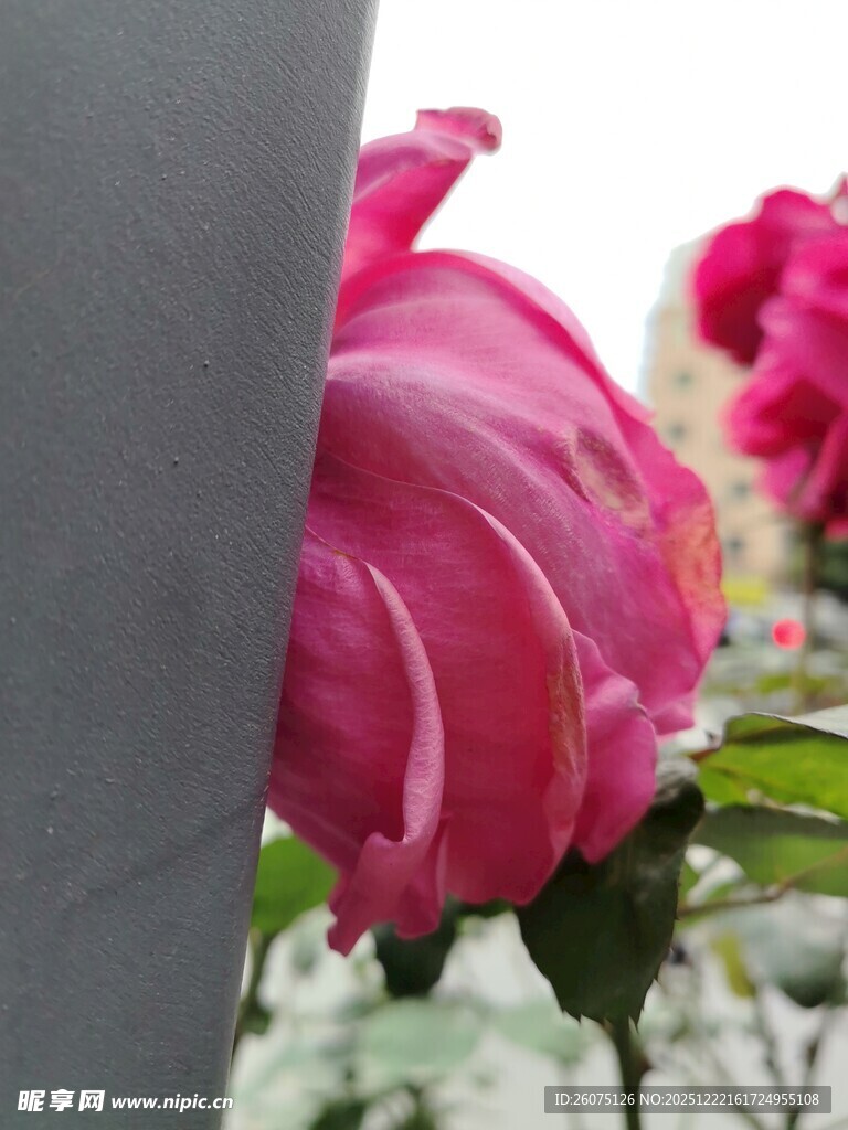 娇艳粉花与灰色背景相映