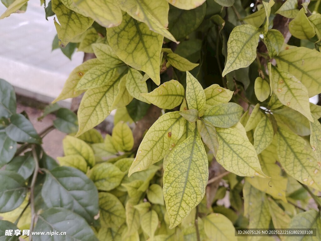 黄绿相间的植物叶片