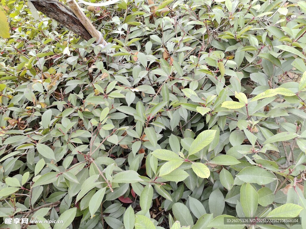 绿叶繁茂的植物景观