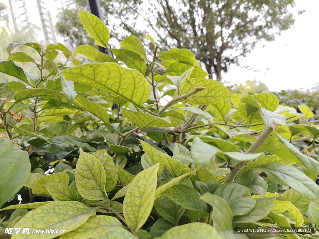 绿叶繁茂的植物景观
