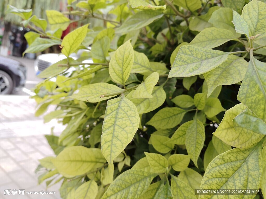 翠绿繁茂的叶片植物