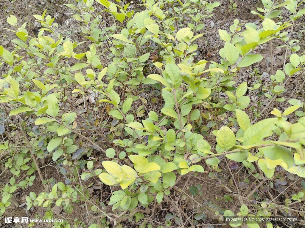 绿叶繁茂的植物景象